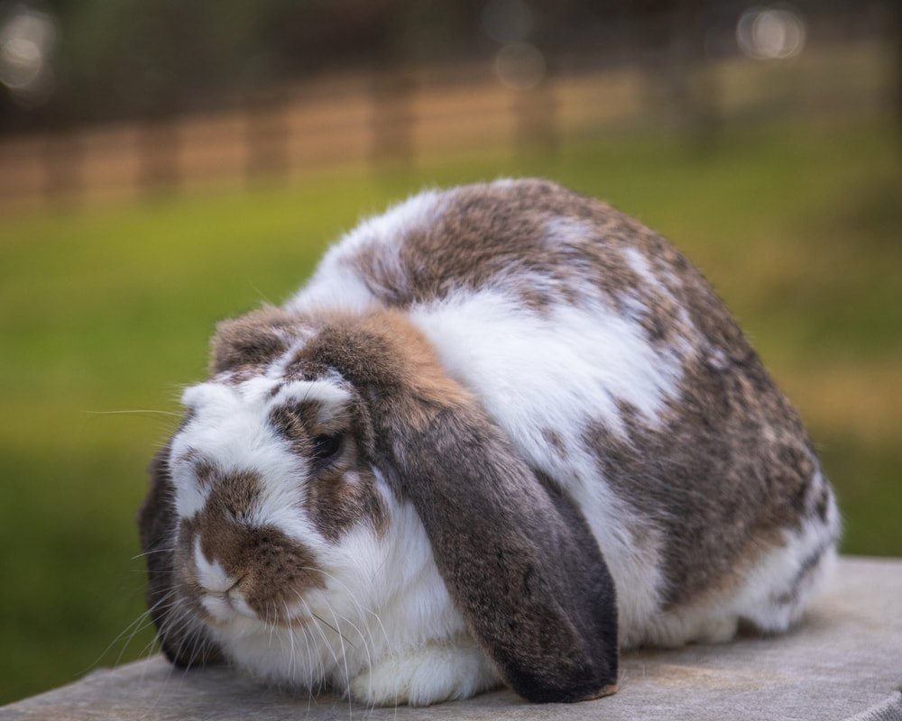 French Lop Rabbit